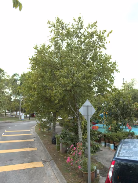 tree photo