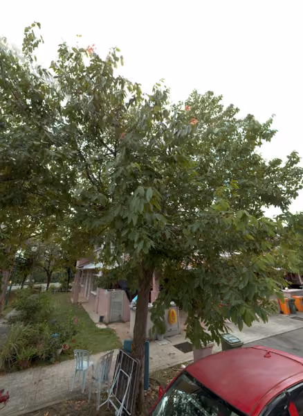 tree photo