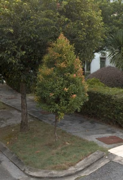 tree photo