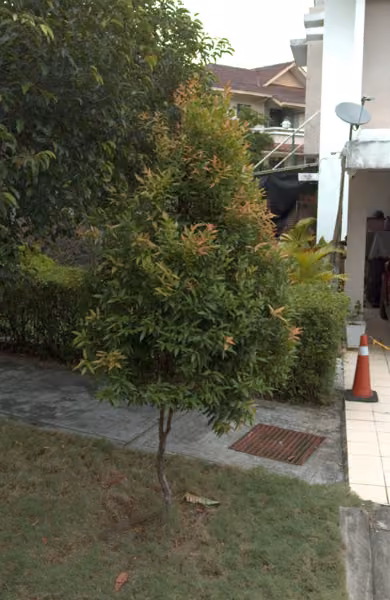 tree photo