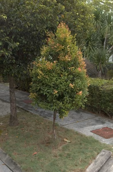 tree photo