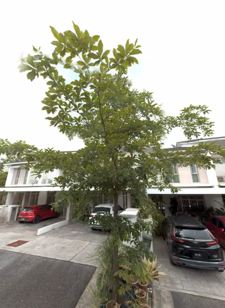 tree photo