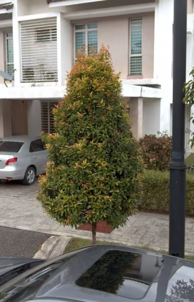 tree photo