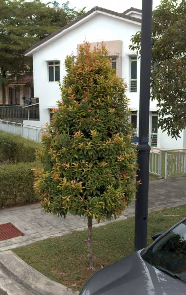 tree photo