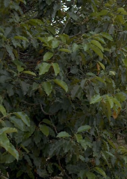 tree photo