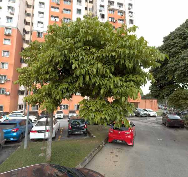 tree photo