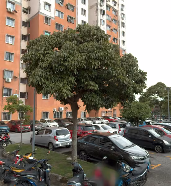 tree photo