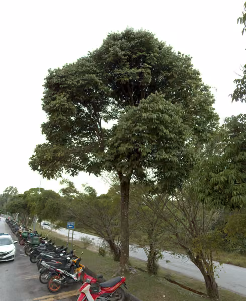 tree photo