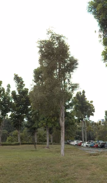 tree photo