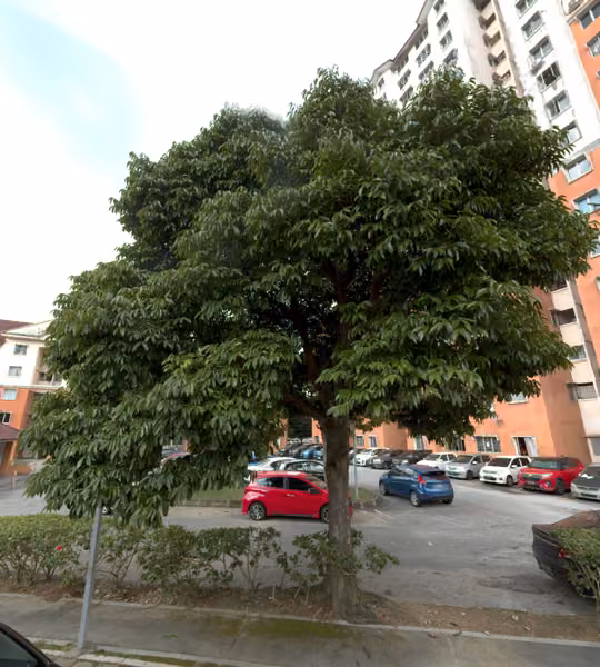tree photo