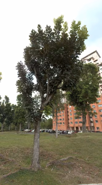 tree photo