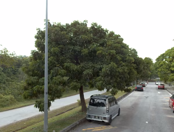 tree photo