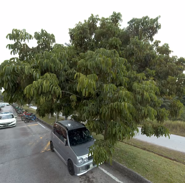tree photo