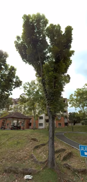 tree photo