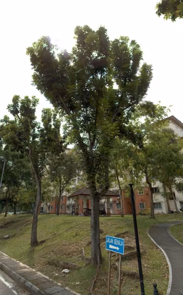 tree photo