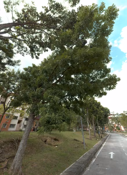 tree photo