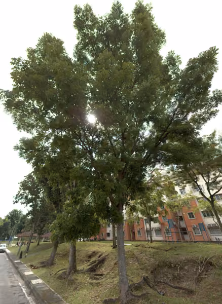 tree photo