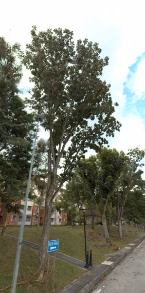 tree photo