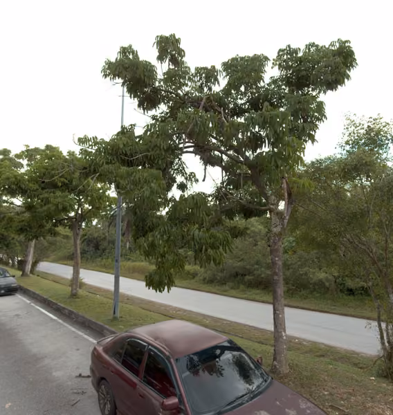 tree photo