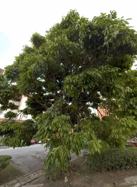 tree photo