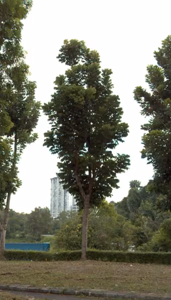 tree photo