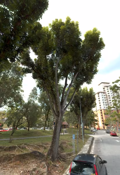 tree photo