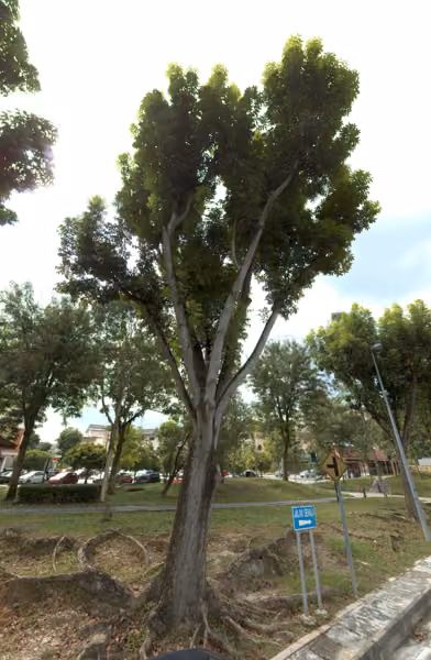 tree photo