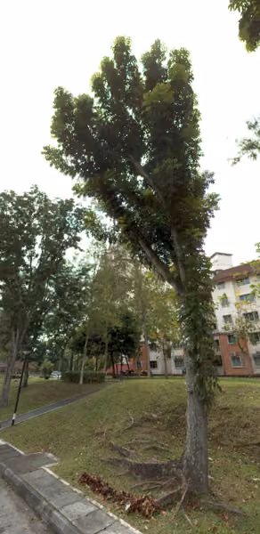 tree photo