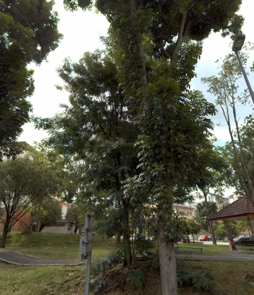 tree photo