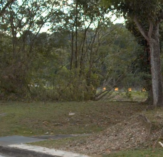 tree photo