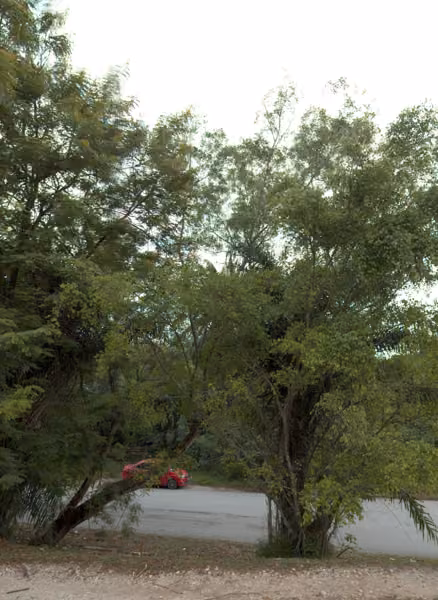 tree photo