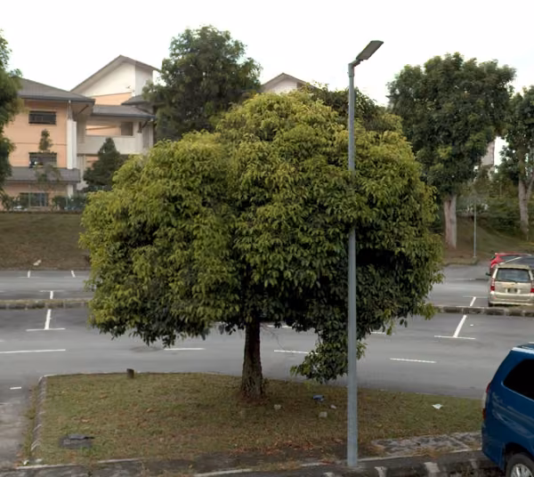tree photo