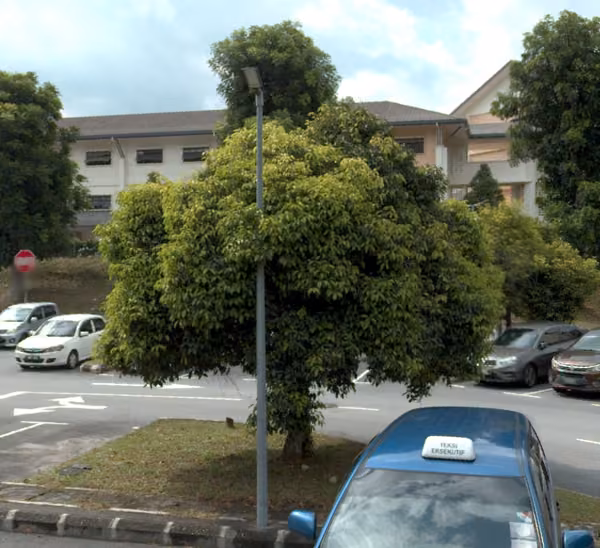 tree photo