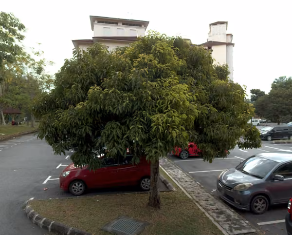 tree photo