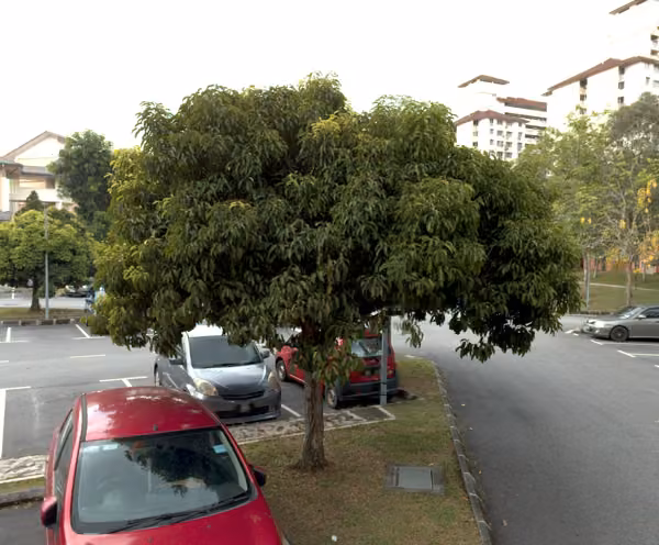 tree photo