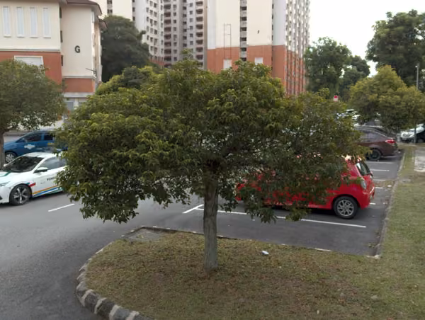 tree photo