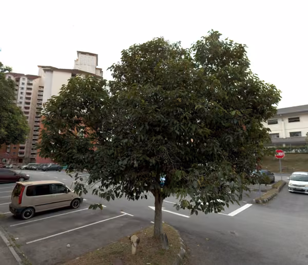 tree photo