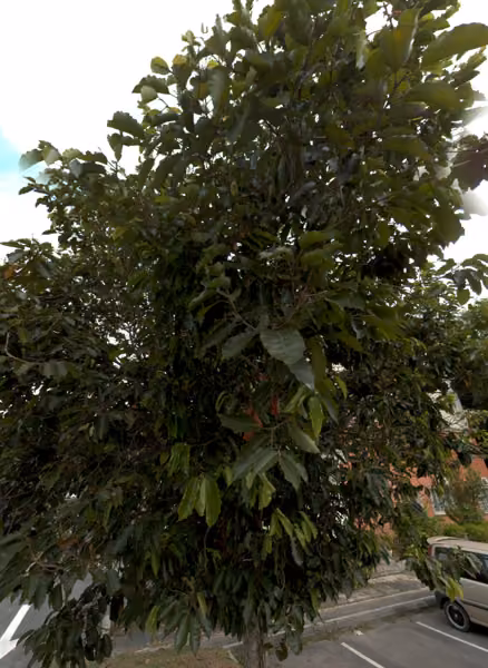 tree photo