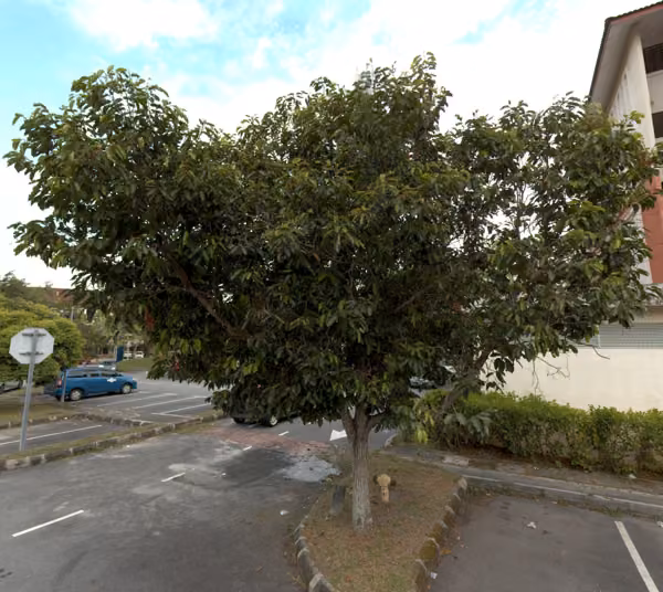 tree photo