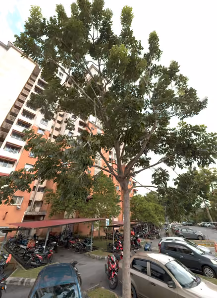 tree photo