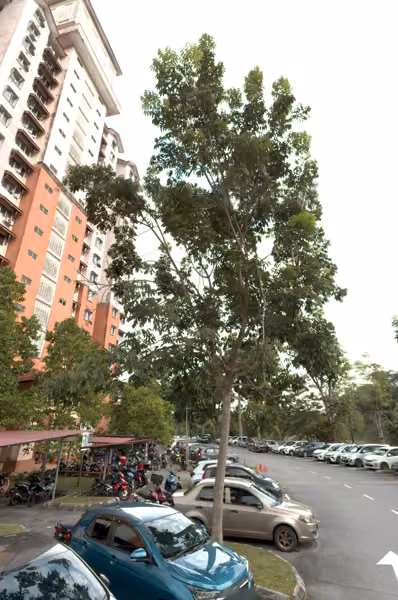 tree photo