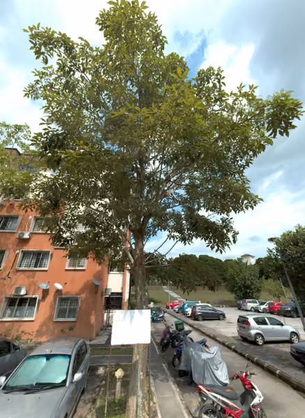 tree photo