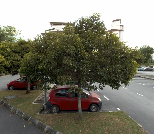 tree photo