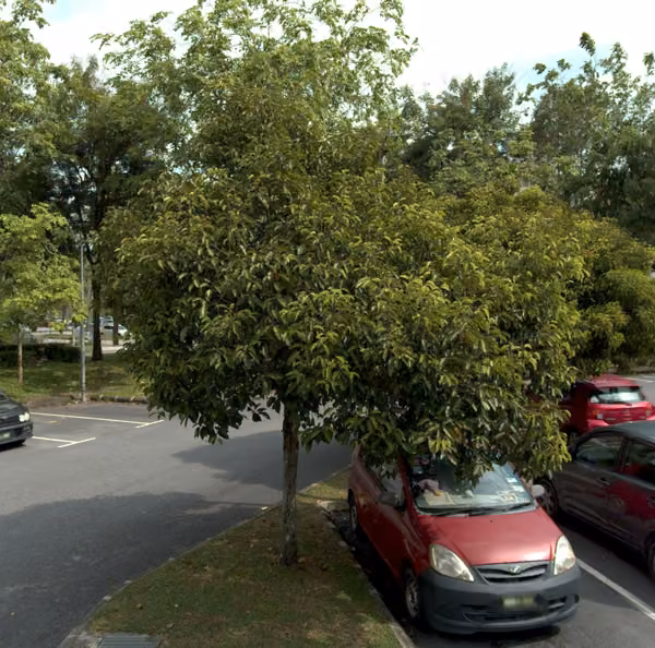 tree photo