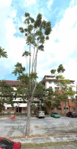 tree photo