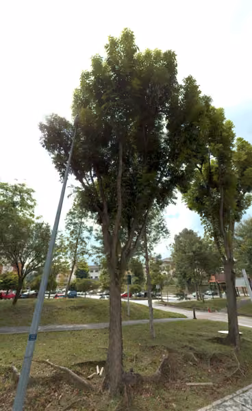 tree photo