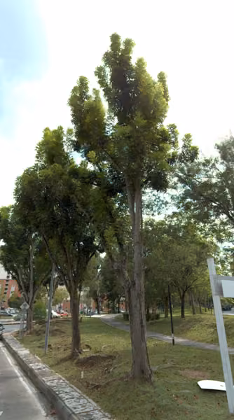 tree photo