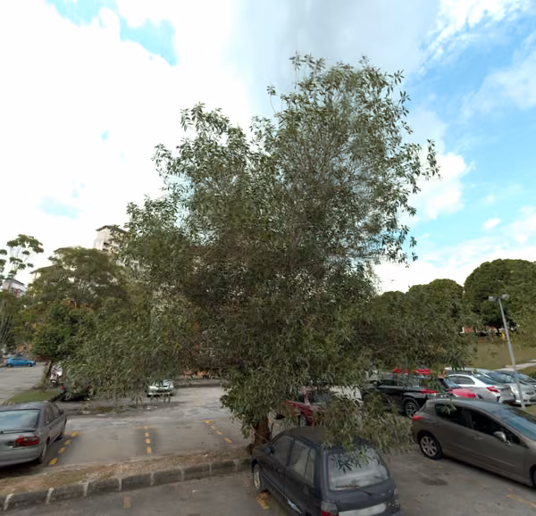tree photo