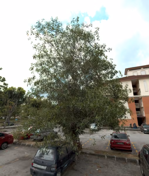 tree photo