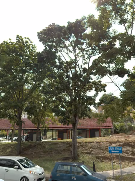 tree photo